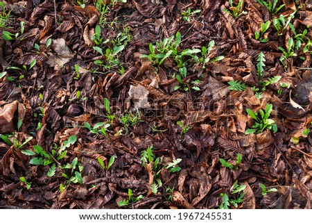 Autumn dried leaves with new young green sprouts on the ground in the forest