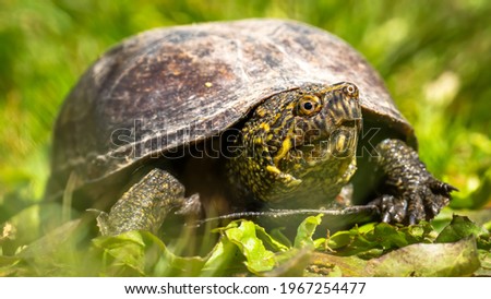 Box Turtle portrait in the wild