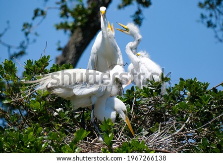Egret chicks trying to get parents attention