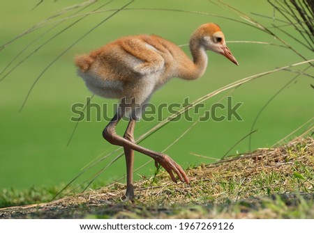 Sand hill crane chick or colt all alone walking Royalty-Free Stock Photo #1967269126