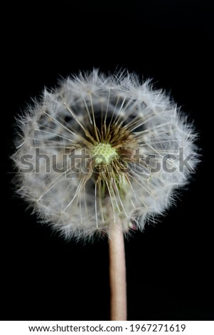 Wild flower blossom close up taraxacum officinale dandelion blow ball asteraceae family modern botanical background high quality big size prints