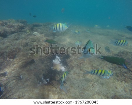 Diving to see underwater world , Persian gulf