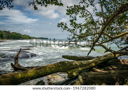 A mesmerizing landscape of tropical trees fallen on the seaside