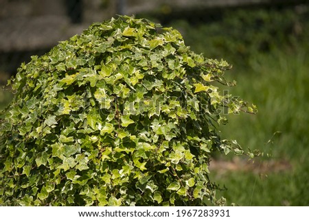The leaves of a green ivy plant in a garden