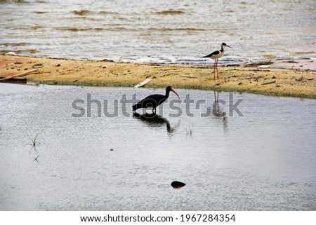 black bird in puddle on beach