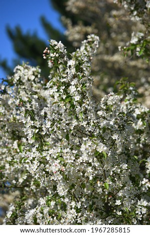 Closeup white apple tree blossoms