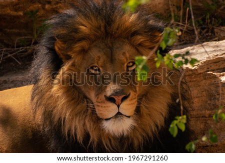 Majestic Lion With Stunning Eyes