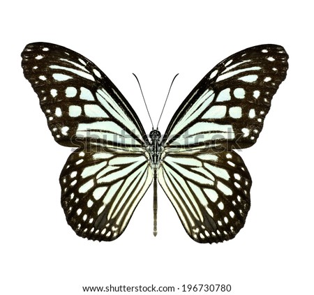 Beautiful closeup Dark Glassy Tiger Butterfly isolate on white background.(Parantica agleoides)