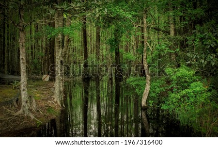 A swampy forest in Ponce de Leon, Florida