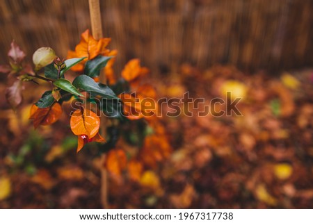 idyllic autumn backyard with lots of golden and red fallen leaves and beautiful orange bougainvillea plants with flowers shot at shallow depth of field, cosy fall vibes