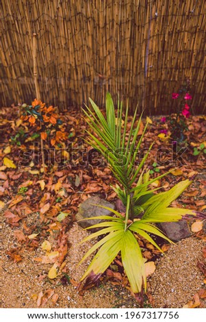 idyllic autumn backyard with lots of golden and red fallen leaves and beautiful plants with flowers shot at shallow depth of field, cosy fall vibes