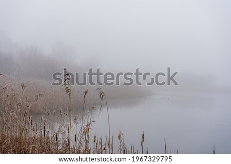 The frosty reeds on the bay of a lake on a foggy day