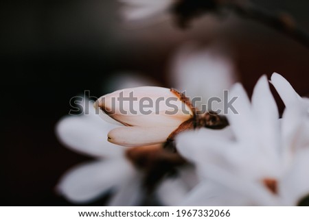 A closeup shot of a white magnolia flower on a tree branch