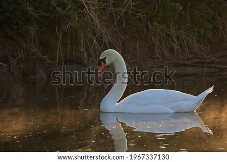 A lonely white swan floating on the river