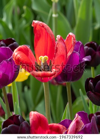 Pictures of tulips from chicago botanical garden