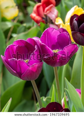 Pictures of tulips from chicago botanical garden