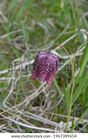 Snakes head fritillary, a species of Fritillaries. The attractive bell-shaped flower has an unusual chequered pattern, rarely seen in the plant world.