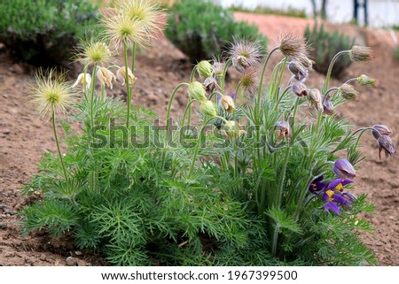 Withered Anemone Pulsatilla in the Garden Royalty-Free Stock Photo #1967399500