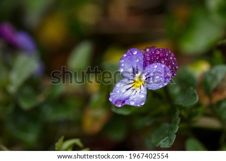 Blossom violet pansy flower with water drops on petals macro photography. Wildflower with raindrops on purple petals in springtime close-up photography. Wet viola flower after rain on a spring day.