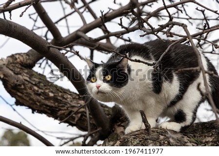 A beautiful adult young black and white cat with big yellow eyes scrambles on a tree