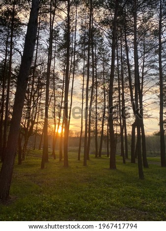 Sunset in the forest, beautiful nature