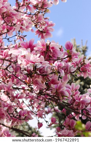 beautifully pink magnolia on the sky background