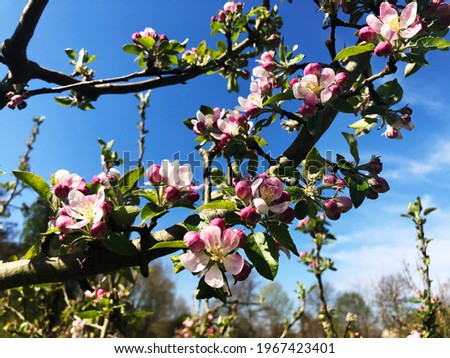 The flowering tree in spring