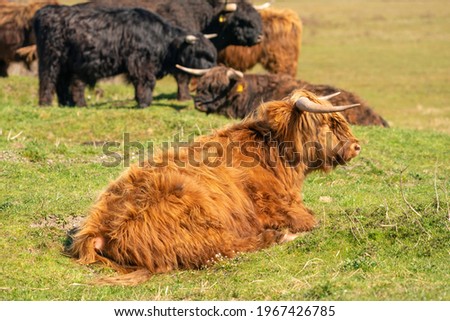 Scottish Highlanders lie in the grass, in the sunlight. The cows have large horns. A nature reserve in the Netherlands