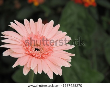Pink Gerbera or Transvaal Daisy in the garden.