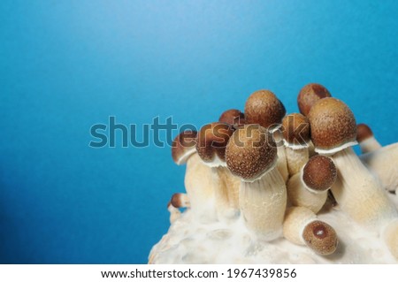 Micro growing of Psilocybe Cubensis on blue background. Mycelium block of psychedelic psilocybin mushrooms Golden Teacher. Macro view, close-up. Micro-dosing concept.