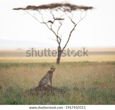 Cheetah on african savannah with acacia tree