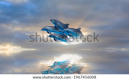 A group of dolphins coming out of the sunset