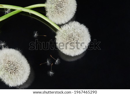 white air flowers and dandelion seeds on a black mirror background