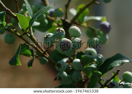 A close up of green unripe berries of Vaccinium corymbosum (highbush blueberry, blue, tall or swamp huckleberry, high blueberry) on a branch Royalty-Free Stock Photo #1967465338