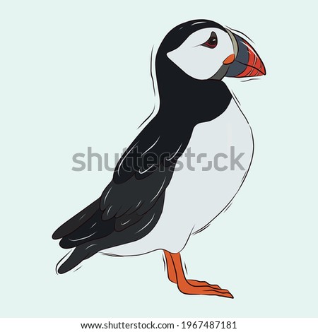 Vector template of a tropical bird. An important Atlantic puffin bird. Puffin-bird. Stock illustration.