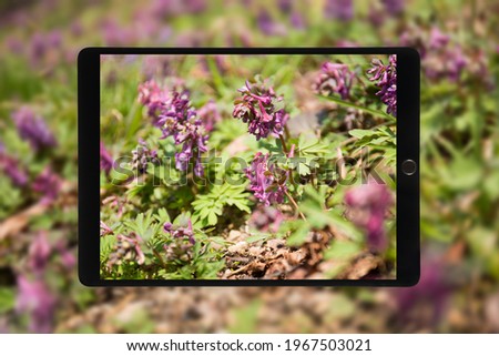 Taking a picture of purple corydalis flowers at spring with tablet or smartphone isolated