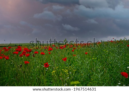 Red poppies on a field under a cloudy sky in the Crimea