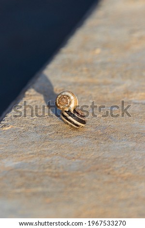 A pair of snails sitting one on top of the other on the border of light and shadow at sunny morning