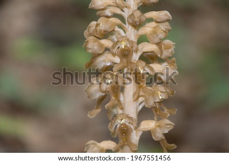 Neottia nidus-avis, the bird's-nest orchid, is a non-photosynthetic orchid, native to Europe, Russia and some parts of the Middle East.