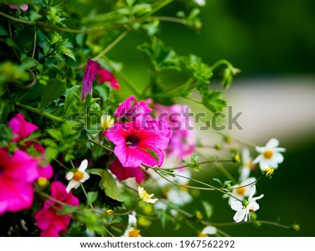 Petunia hybrid blooms in early spring with decorative daisy in the background.