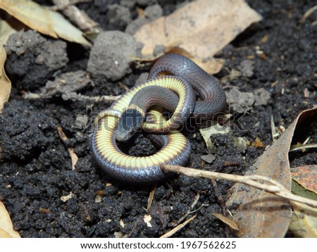 Mustard-bellied snake, Blue Mountains, Australia