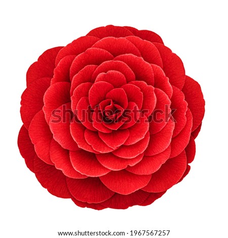 Red camellia flower var. Black Lace  isolated on white background. Red Camellia japonica blossom in full bloom, close up Royalty-Free Stock Photo #1967567257