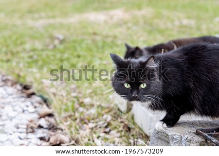 Two beautiful adult young black cats with green eyes and a white spot on the chest are in the garden in summer