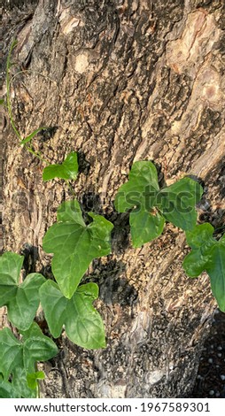 Picture of ivy (gourd), green leaves adjacent to the Chamchuri tree.  Used for background