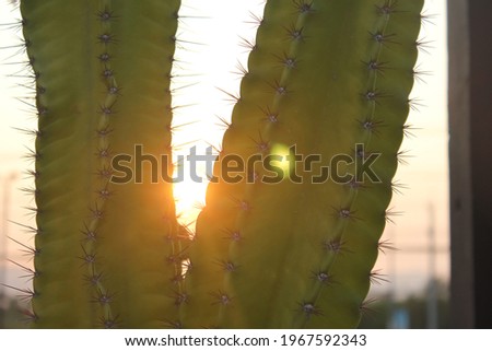 Defocused Sun setting between Saguaro Cactus silhouettes. Golden Sunset gives flare yellow and orange hue enhancing back-lit cacti. Light clouds spread diagonally across golden sky. Thailand