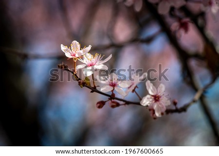 Nice blossom spring branch with flowers of prunus tree macro photography