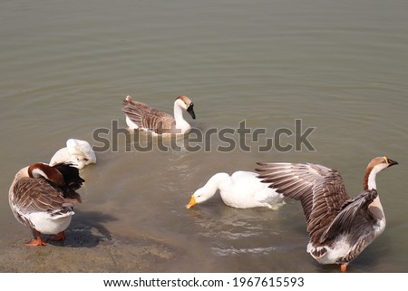 Swan goose swimming with other waterfowl