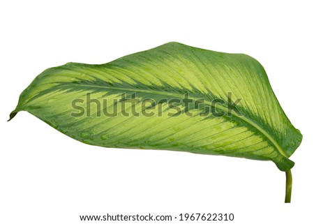 tropical green leaf isolated on white background with clipping path for design elements, abstract green leaves texture, nature background