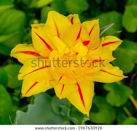 Soft spring background of flowers