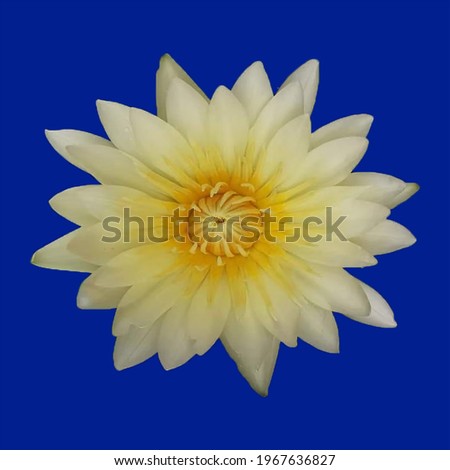 Natural colored lotus images can be used as a work illustration. Taken from real pictures
